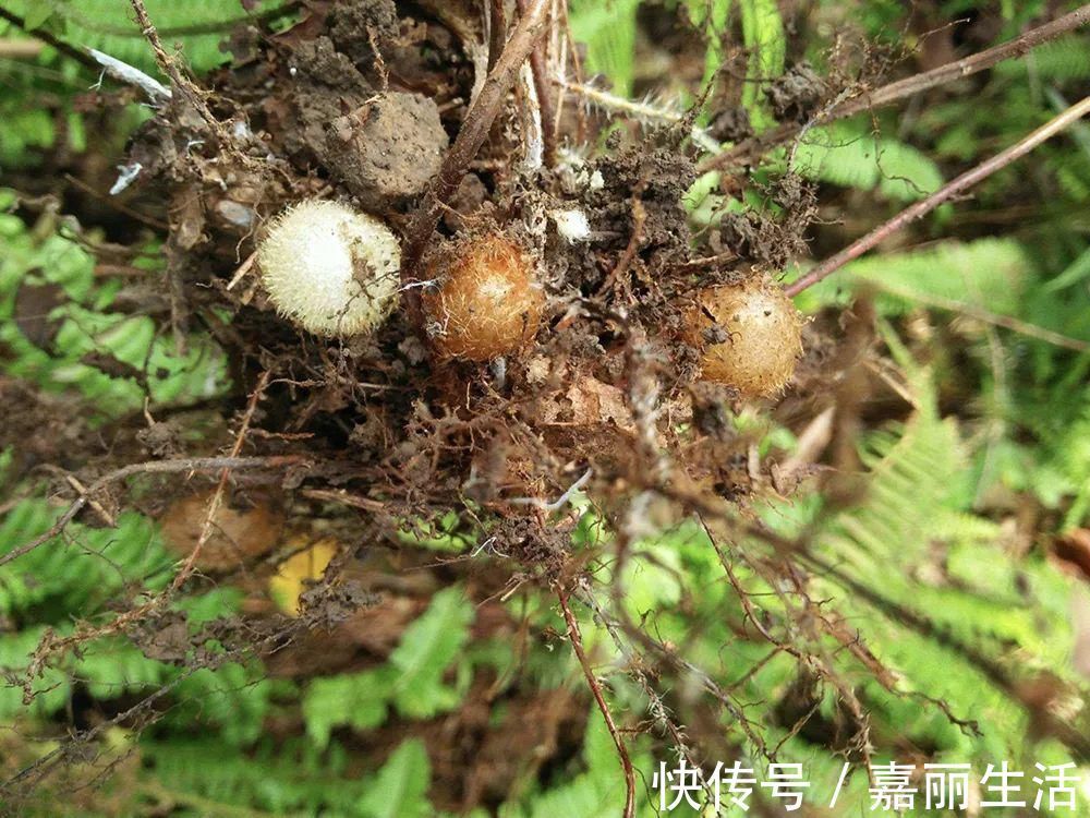 农村|曾是农村娃的零食,儿时一挖几十斤,如今却成稀罕货,一斤30元