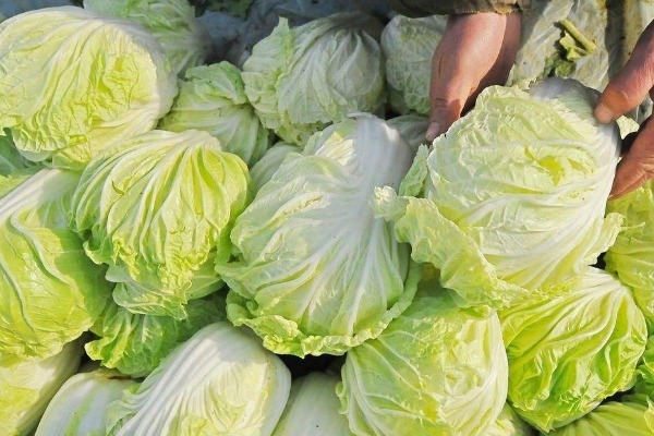 抗衰老|农村常见的4种长寿菜,美容养颜,抗衰老,尤其老年人要多吃!