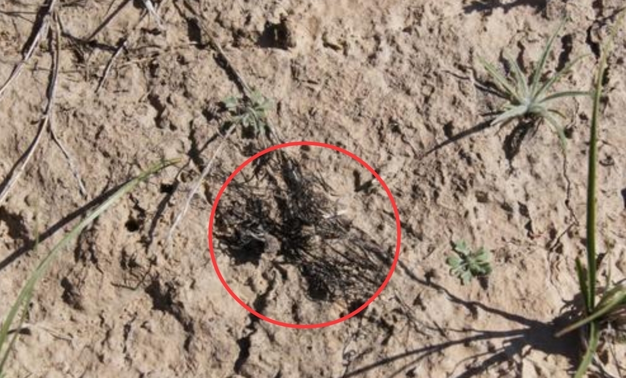 动植物|黑市每公斤最高可达500元!发菜不属于植物,为何人喜欢吃?