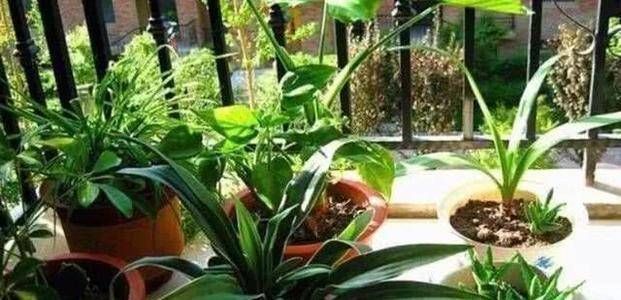 给花换盆后，3件事不能做，不然难服盆，还长不好