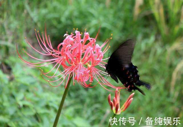 鳞茎|最有传奇意义的一种花草，它亦正亦邪，被称为邪恶与神圣的象征！