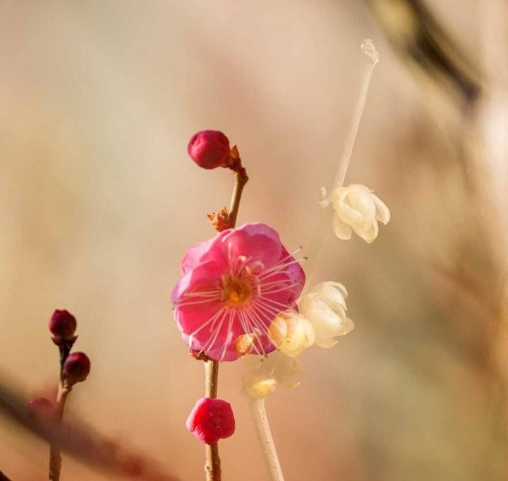 趵突泉景区的红梅花开了，太漂亮了