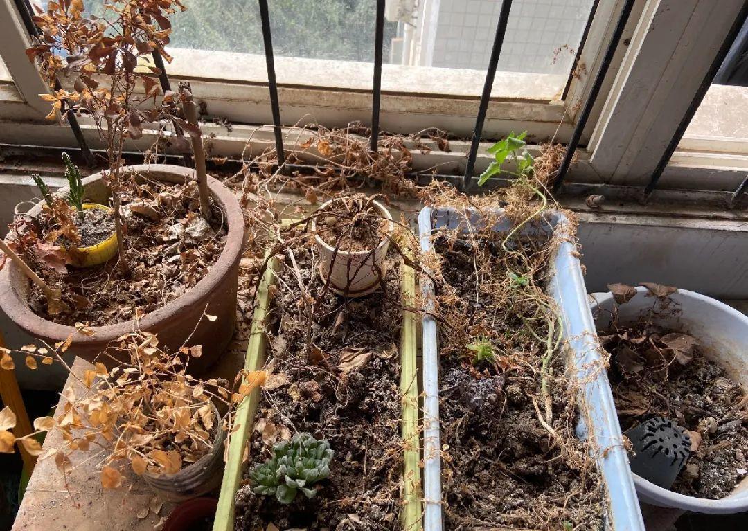 4种养花夺命水,秋天不要浇,一浇花就死!