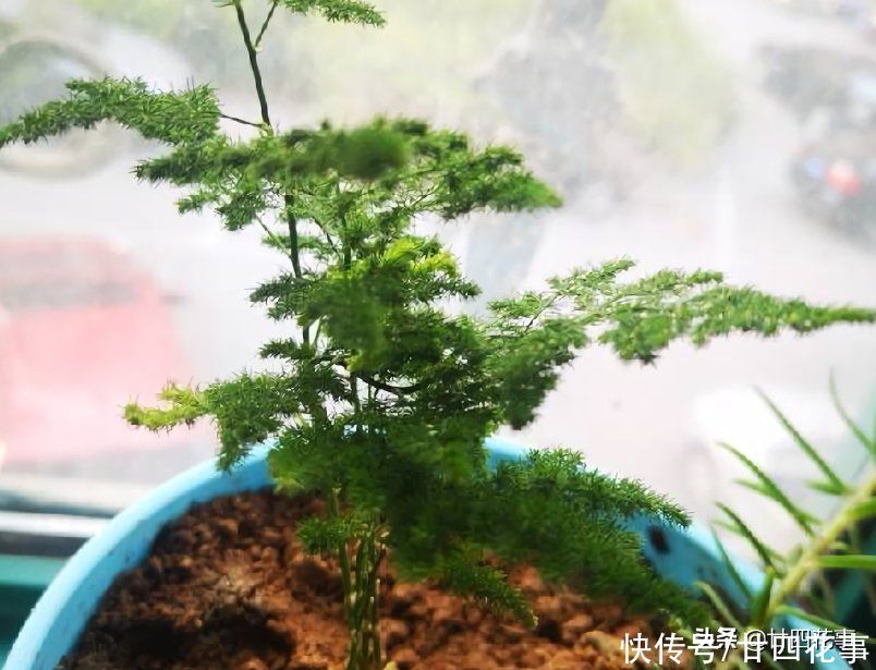 春天养文竹,记得给它“翻翻新”,咔嚓剪几刀,笋芽蹭蹭冒