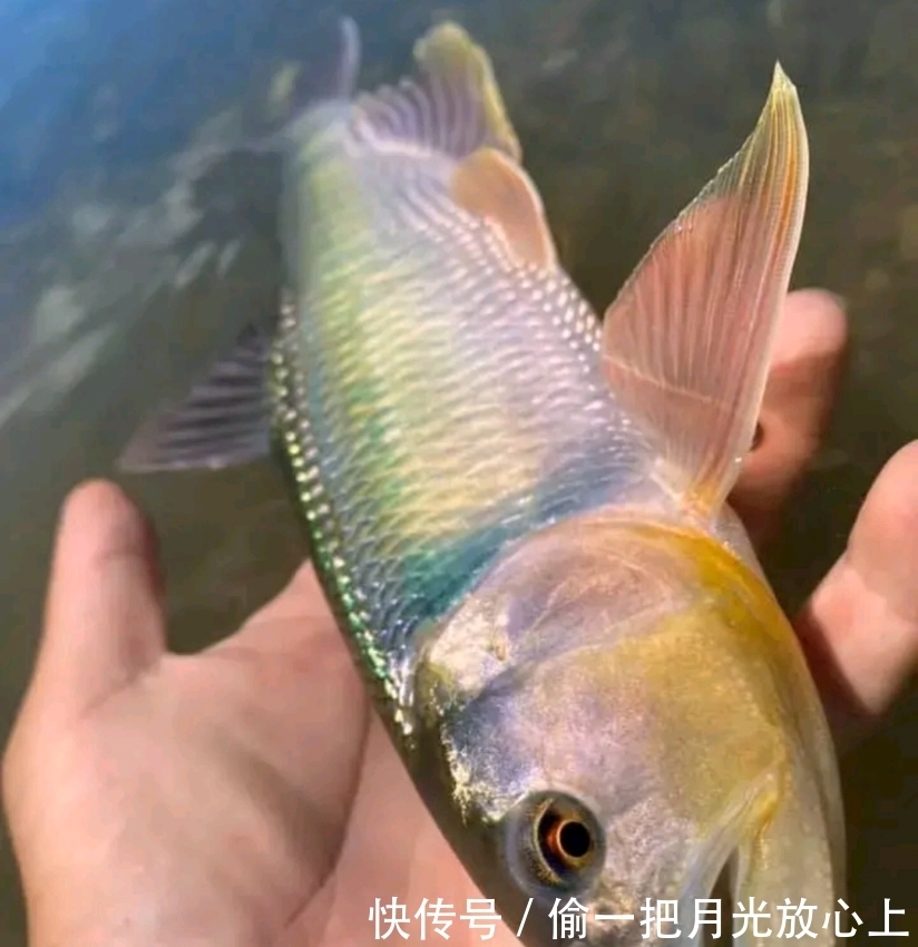 放生|河南钓鱼人钓获罕见“巨型马口鱼”,体长近50公分,随后放生