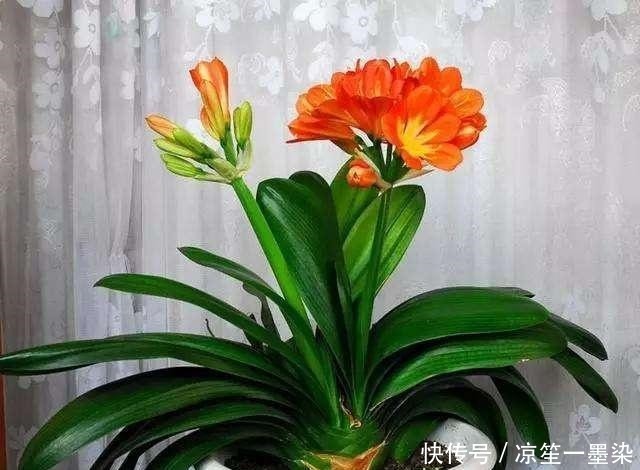 花卉|新手养君子兰“老乱放”要是摆到这“4处”,1个月后等着来收盆!