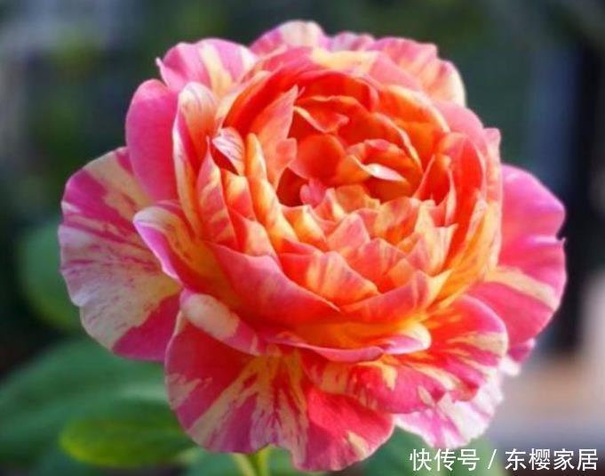 4种花是花卉中的佼佼者,花朵硕大、一盆开花100朵,天天能赏花