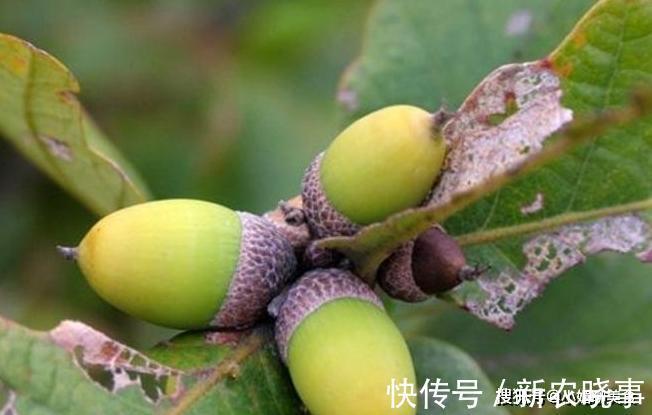 坚果|农村有一种野果像陀螺，被誉为坚果之王，如今稀罕要20元一斤