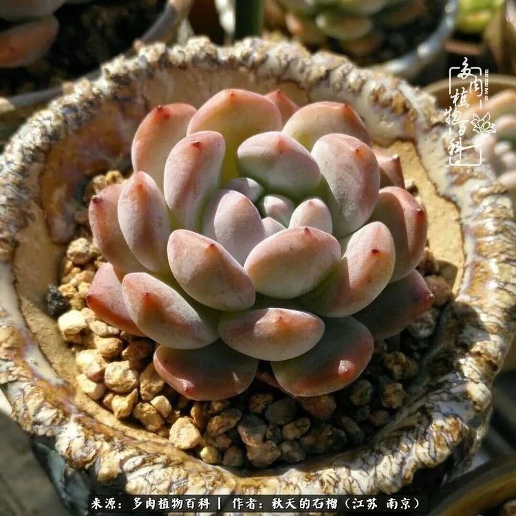 渡劫归来的肉肉,谁是谁的前世,谁又成了谁的今生