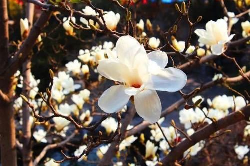 珠珠|花期正好!趵突泉畔的玉兰蜡梅绽放啦!喜气洋洋迎新春!