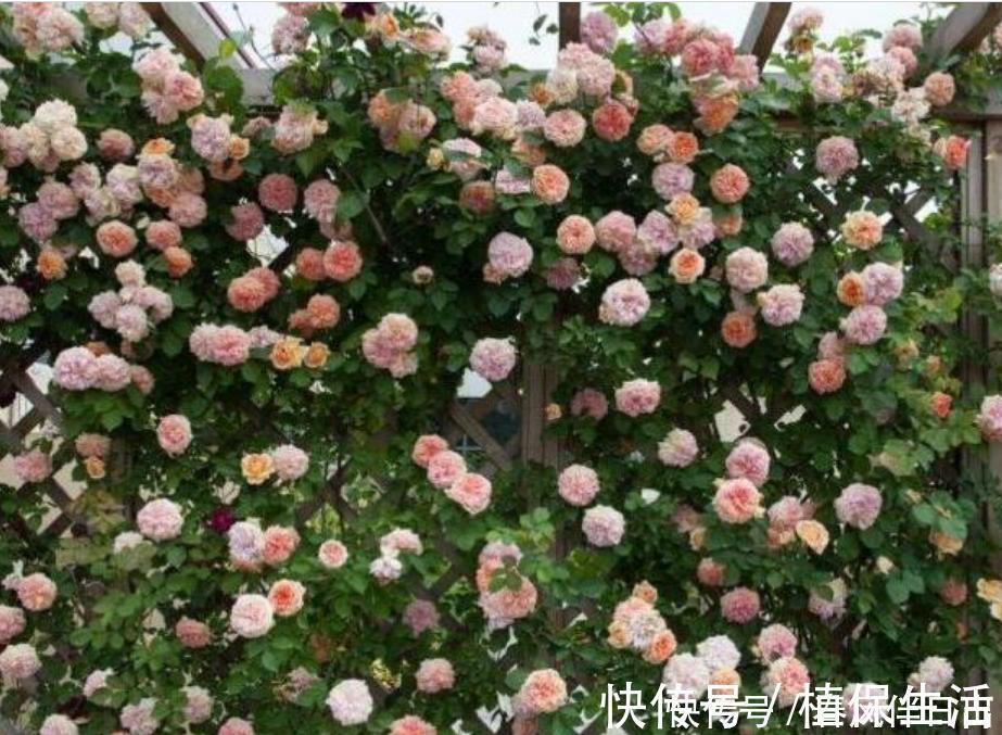 月季|居家就养此款花卉,开花大又香,开出一片花海
