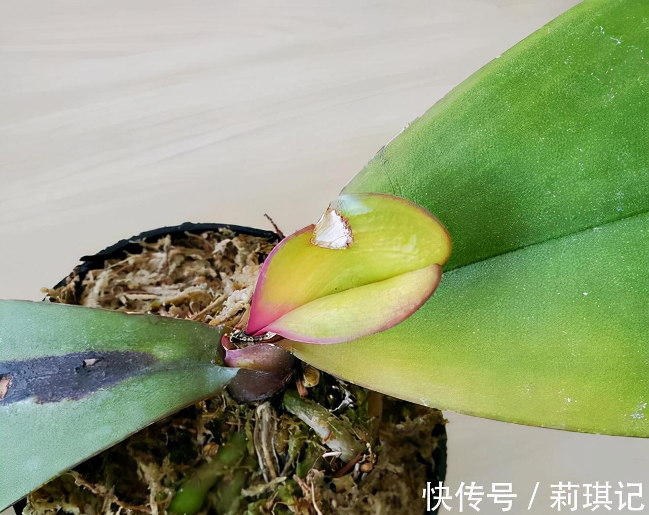 5种花空气再“干燥”,也别喷水,会黄叶、烂叶、掉花苞