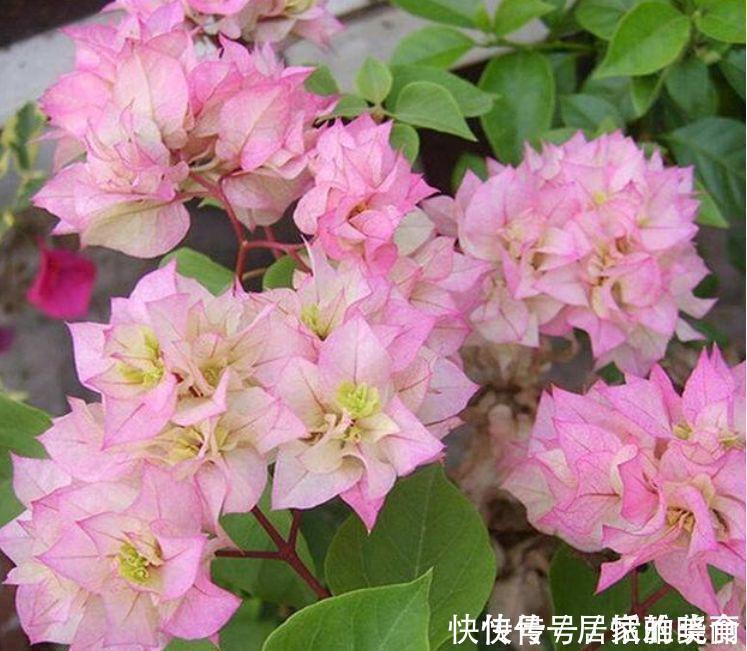 家养这些植物，阳台开出花海，开花美长势旺，黄绿交辉，内敛美