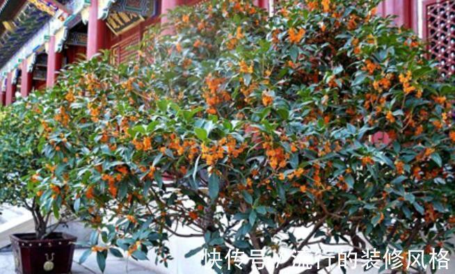 缺铁性黄叶|5种花又香又美,家里摆十盆都不嫌多,对身心健康有帮助