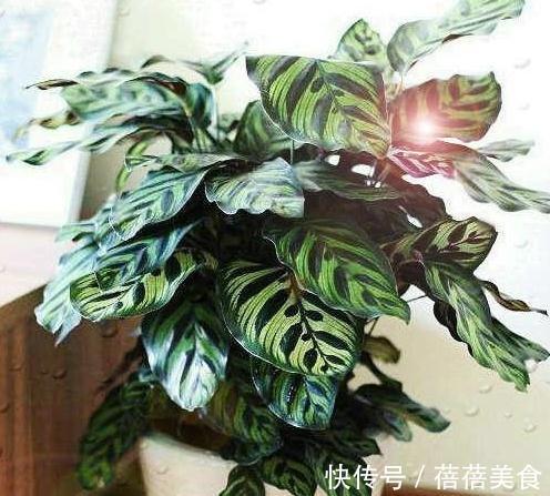 净化|要想强有效净化室内有害气体,这十种健康花卉必不可少