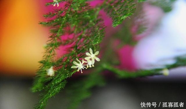 客厅2种花，别养成“巨无霸”，我家的已经处理了！