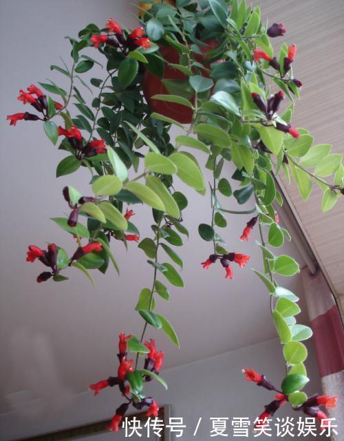 家里的绿萝换了吧,吊兰这俩品种,足够看上好几年