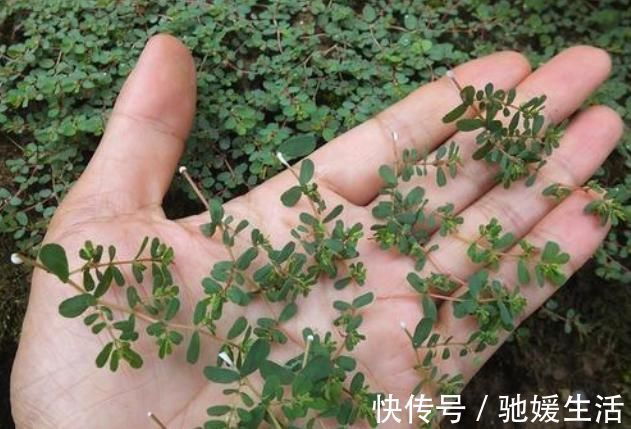 止血|马齿笕的“孪生兄弟”,人称“血见愁”,止血不留疤,你见过吗?