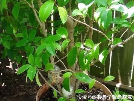 栀子花|6种“花”,自带香味,室内养1盆,比清新剂强1倍,无毒又环保!