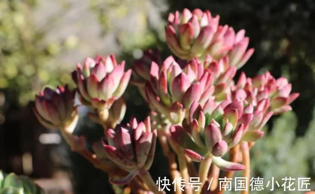 巧克力色|新手选这些“普货”多肉来养，好养又省心，养出状态来也很漂亮