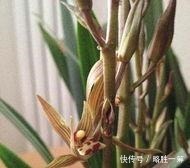 如何养护墨兰花吗快来学习一些墨兰的养护技巧吧!
