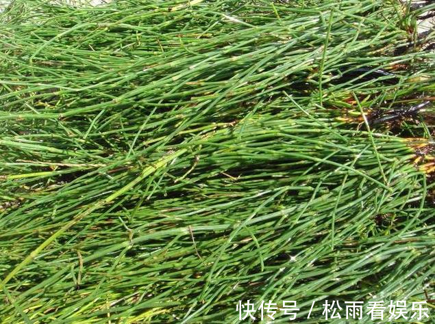 田野|农村一种“光棍”草,无叶无花只有杆,但煎水喝眼睛越来越明亮