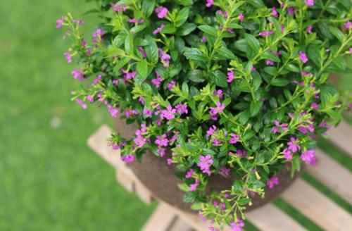 冬季|紫花满天星怎么过冬?它在冬季会死亡吗?几点基础养护你要知道