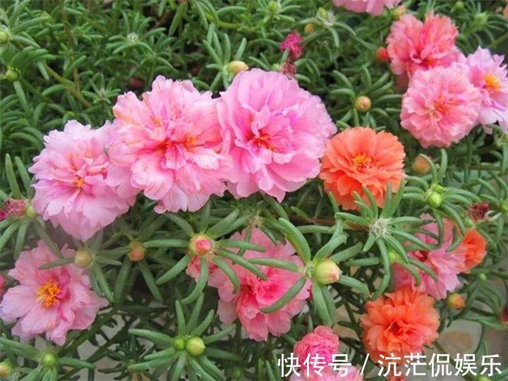 花花|不怕热不怕晒的花,切碎扔土里就活,大写的服!