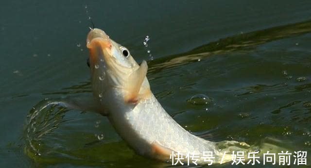 秋天|秋天下雨之后,鱼儿都会躲在哪里?找到它们连竿不断