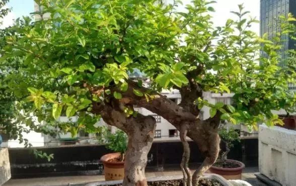 地养三年的雀梅，拿到集市上，被人三千块买走，真是赚到了