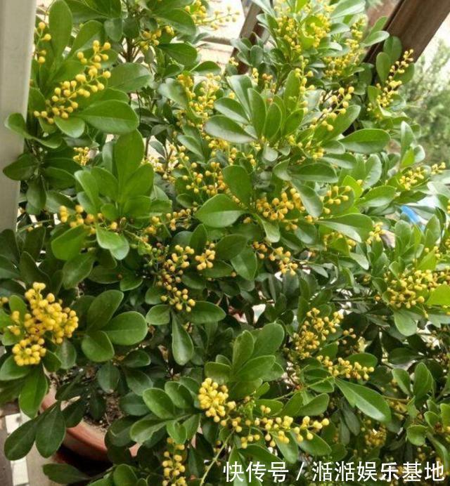 光照|家养米兰花总是长不好，教你4招，开成“爆米花”，比香水味还浓