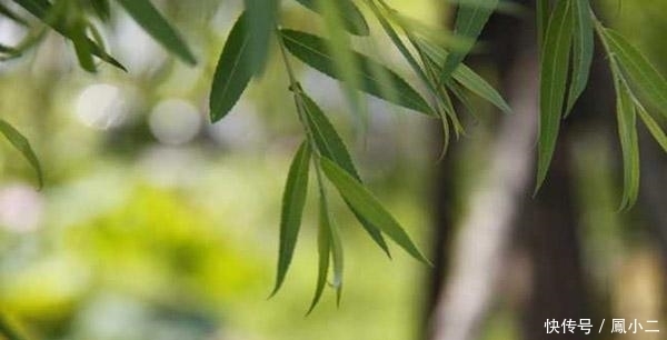 自制“生根剂”,让快死的植物重新焕发生机