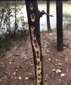 |搞笑GIF:我也这样试了一下我老婆,结果现在我还在医院躺着