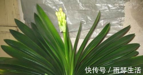 7月份之后,养护君子兰不能犯这“四个错误”,否则烂根又烂叶