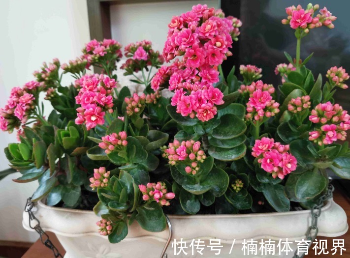 怎么让长寿花多来几茬?这4个方面“勤快些”,一茬接一茬地开