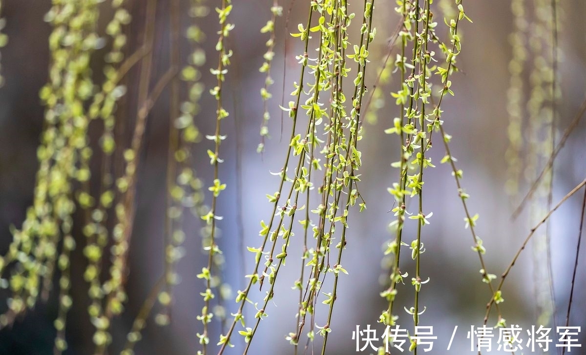 柳树!唐朝折杨柳古诗五首:莫言短枝条,中有长相思