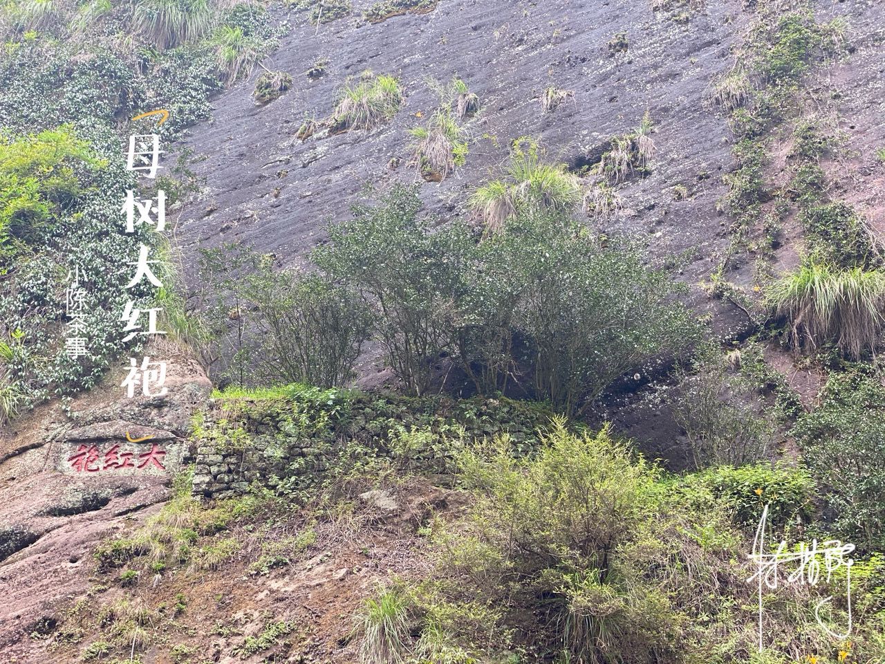 李林甫|老白茶当口粮茶，前几天刚喝过母树大红袍，数数茶圈的奇葩语录