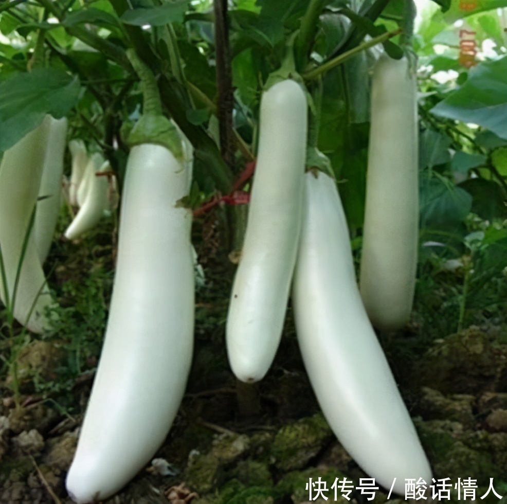  阴养颜|女性爱美，推荐吃3种食物，滋阴养颜、抗衰老，滋养女性子宫