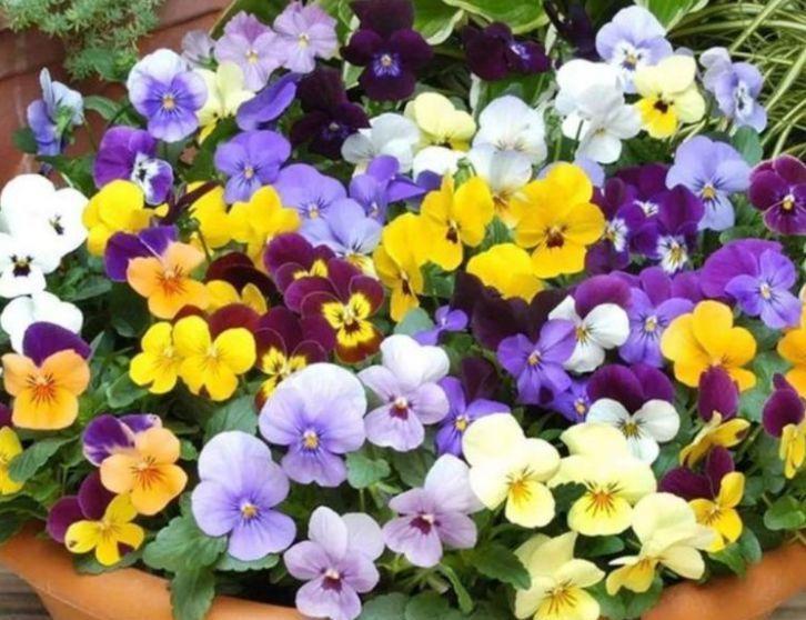 家养几种植物,花朵粉嫩丰腴,绚丽夺目,颜值超高的