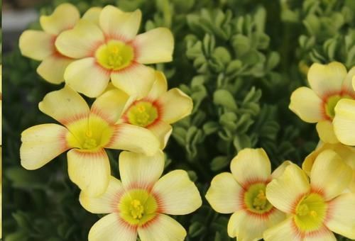 这10种花超级怕冷，再不搬进屋，小心只剩下盆了