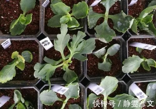 育苗|学会这些小技巧,养花扦插将成“小事一桩”