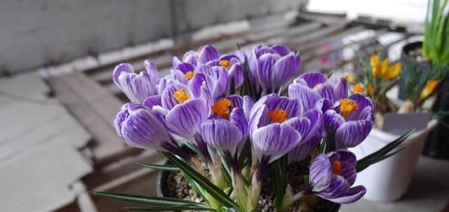 西红花|告别绿萝吊兰，此花更好养，丢土里就行，漂亮有芳香，是盆栽佳品