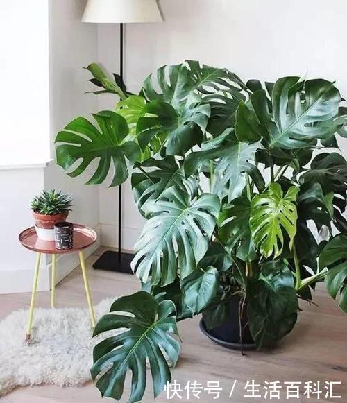 要点|家里养龟背竹,了解掌握4个要点,不黄叶不烂根,生长旺绿油油!