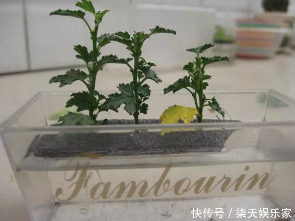 秋季|3种枝条泡水里,10天长根,一次开花100朵,水培成活率更高!