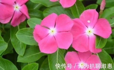 日日红|这几种花期超长的盆栽, 家里种上一盆, 一年四季都有花赏!