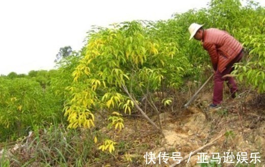 药材|农村中“最苦”的树,明明是对付蛇咬伤的好药材,却被人拿来烧火