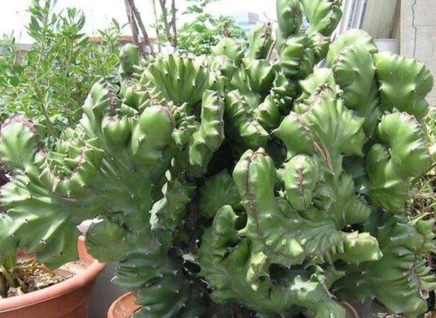 盆栽|麒麟掌,一般人嫌丑,内行人却争相盆栽搁室内,镇宅又气派