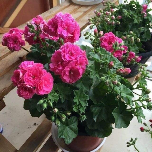 随便扔土壤里就能生长的花卉!给一点花肥就能养成“花球”!好看