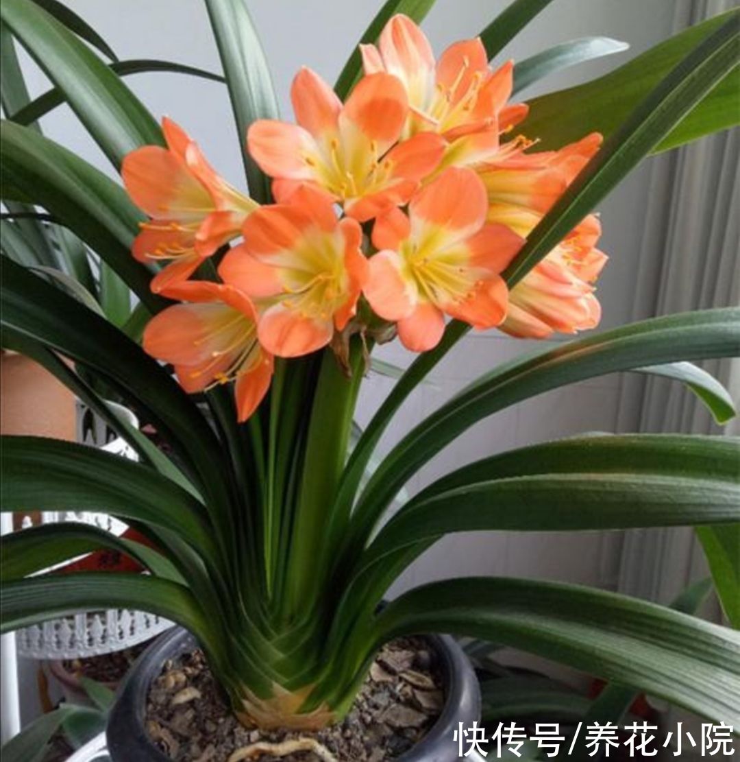 发财树|5种花，就得小盆养，花盆越小，长得越旺