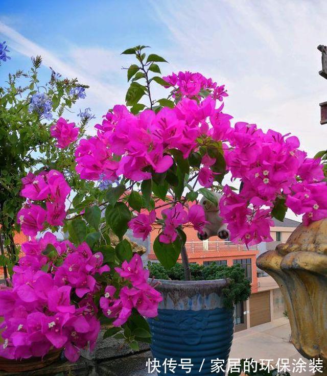 进入10月,建议扦插5种花,温度适宜利于生根,成活率直线上升